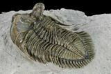 Tower-Eyed, Erbenochile Trilobite - Top Quality! #160888-3